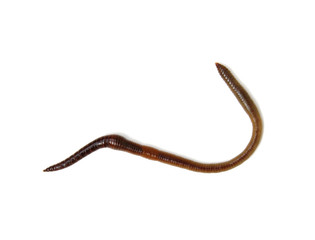 animal earth worm isolated on white