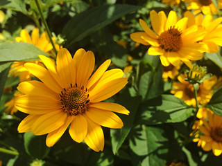 Yellow rudbeckia flower in the garden