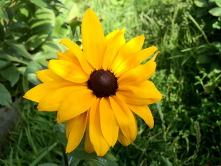 Yellow rudbeckia flower in the garden
