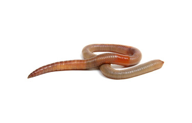 animal earth worm isolated on white
