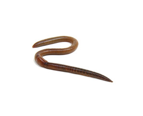 Obraz premium animal earth worm isolated on white