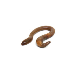 Obraz premium animal earth worm isolated on white