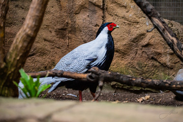 Silver Pheasant
