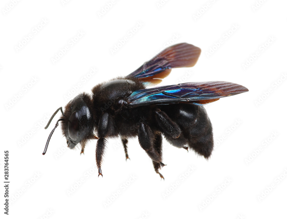 Wall mural Black bumblebee isolated on white