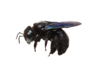 Black bumblebee isolated on white