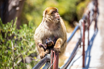 Gibraltar macaques mother and baby