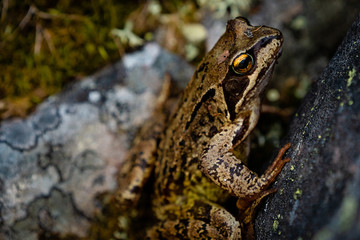 Well disguised frog in the Fulufjället National Park, Sweden