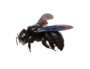 Black bumblebee isolated on white