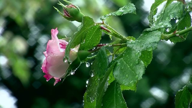 Wassertropfen verzieren die rotwei&szlig;e Rose und deren Bl&auml;tter bei leichtem Nieselregen