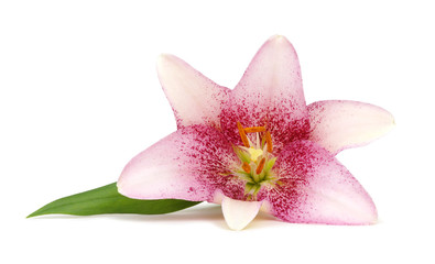 pink lily flower on white background