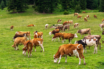 Summer Landscape in Artvin Province with Cows Grazing on Fresh Green Mountain.