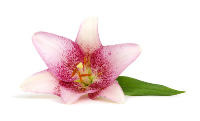 Fototapeta na wymiar Close-up pink lily flower