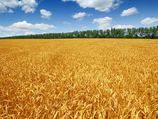 Golden wheat field with blue sky