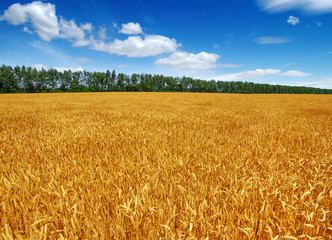Wheat field and sun