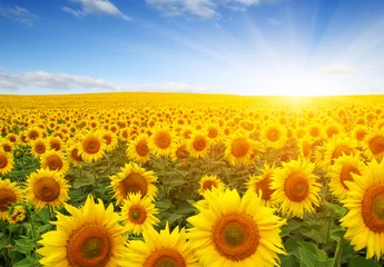 Foto op Plexiglas field of sunflowers © Alekss