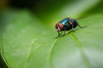 Fototapeta premium Common Green Bottle Fly