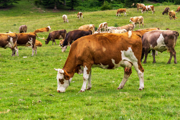 Fototapeta na wymiar Summer Landscape in Artvin Province with Cows Grazing on Fresh Green Mountain.