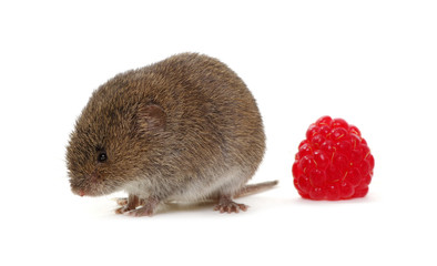 Mouse with raspberries