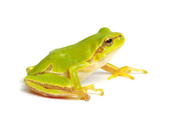 Green tree frog isolated on white