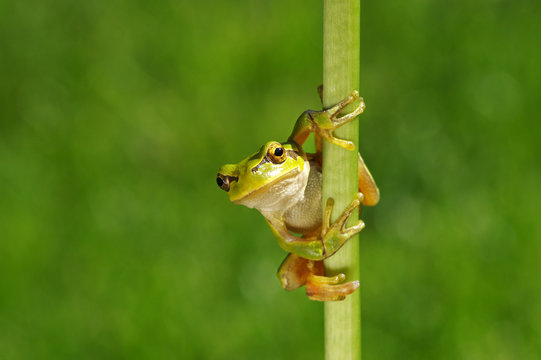 Frog on green background