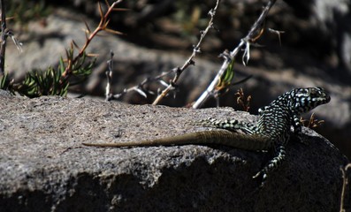 lizard on rock