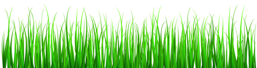 Fototapeta na wymiar vector image of grass isolated on white background .