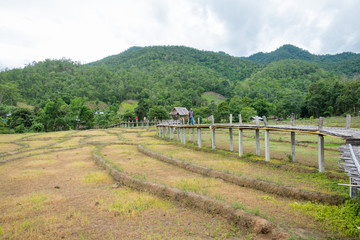 Fototapeta na wymiar beautiful Bamboo bridge in rice field in Pai, Maehongson