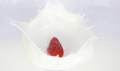 strawberries falling into cream or milk and splashing. Splash isolated on white background