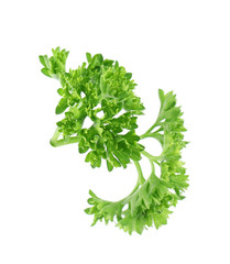Fresh green organic parsley on white background