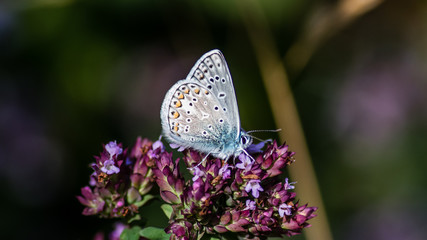 Common Blue showing the underside while perching on the oregano
