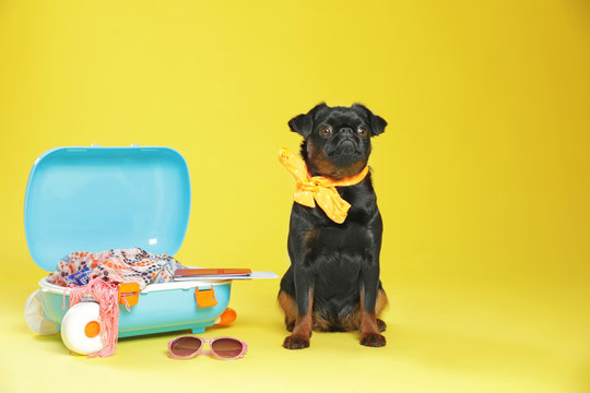 Adorable black Petit Brabancon dog and open suitcase on yellow background