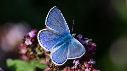 Common Blue like the oregano