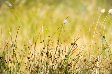 Herbes sauvages