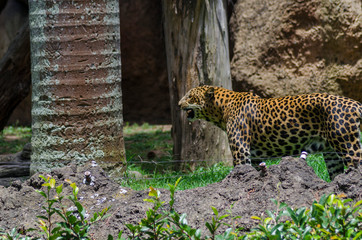 leopardo gruñendo