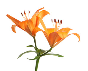 Beautiful fresh orange lilies on white background © New Africa