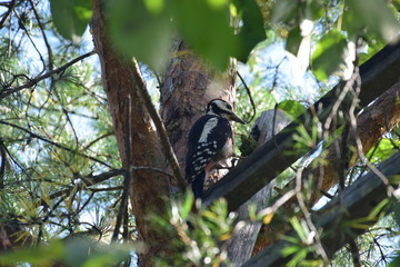 bird woodpecker on a tree with a cone