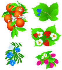 Oranges, blackberries, blueberries, strawberries and raspberries with leaves and flowers, vector illustrations isolated on white