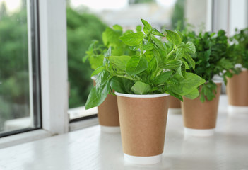 Fototapeta na wymiar Seedlings of different herbs in paper cups on white wooden table at window