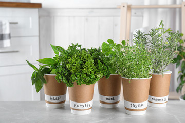 Seedlings of different aromatic herbs in paper cups with name labels on light grey marble table - obrazy, fototapety, plakaty