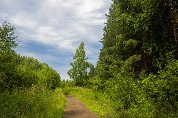 Fototapeta na wymiar The path in the nature park in the summer