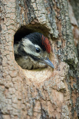 My home, closeup of Great spotted woodpecker (Dendrocopos major)