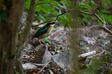 Fairy pitta