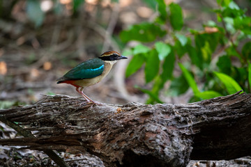 Fairy pitta