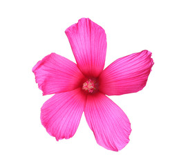 Fototapeta na wymiar Beautiful tropical Hibiscus flower on white background