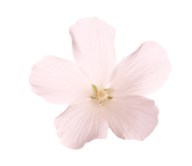 Beautiful tropical Hibiscus flower on white background