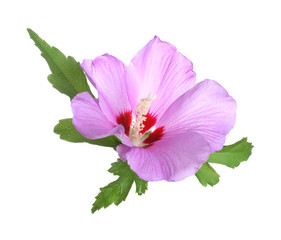 Beautiful tropical Hibiscus flower on white background