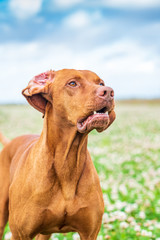 Portrait of a thoroughbred hunting dog close-up on the field against the sky.