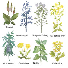 Hand-drawn watercolor medicinal forest and meadow herbs. Plantain, wormwood, shepherd's bag, St. John's wort, motherwort, dandelion, nettle and celandine isolated on white background.