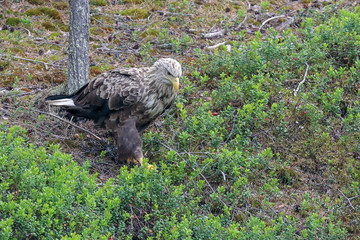 sea eagle in the country on a summer day