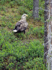 sea eagle in the country on a summer day